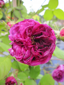 Kletterrose Erinnerung an Brod